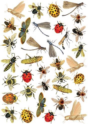Overlay z nadrukiem do scrapbookingu, Bright summer insects - Fabrika Decoru