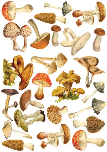 Overlay Mushroom illustrations 21x29,7 cm - Fabrika Decoru