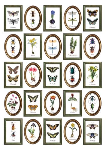 Overlay Botanical stories in frames 21x29,7 cm - Fabrika Decoru
