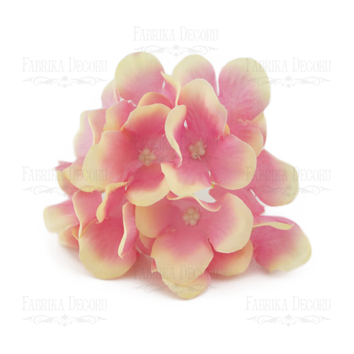 Phloxes  cream-pink