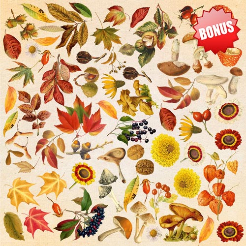 Double-sided scrapbooking paper set Autumn botanical diary 12"x12", 10 sheets - foto 11