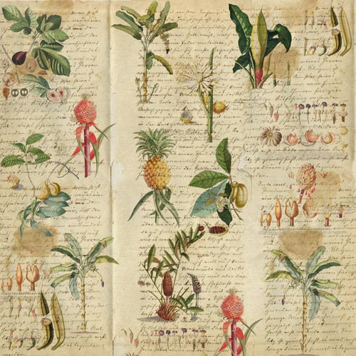 Doppelseitiges Scrapbooking-Papier-Set Botanik exotisch, 20 cm x 20 cm, 10 Blätter - foto 5  - Fabrika Decoru