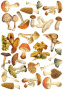 Оверлей Mushroom illustrations 21х29,7 см