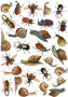 Overlay z nadrukiem do scrapbookingu, Beetles and snails