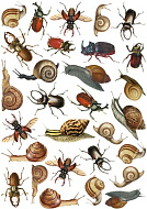 overlay beetles and snails 21х29,7 сm