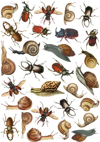 Overlay Beetles and snails 21x29,7 cm - Fabrika Decoru