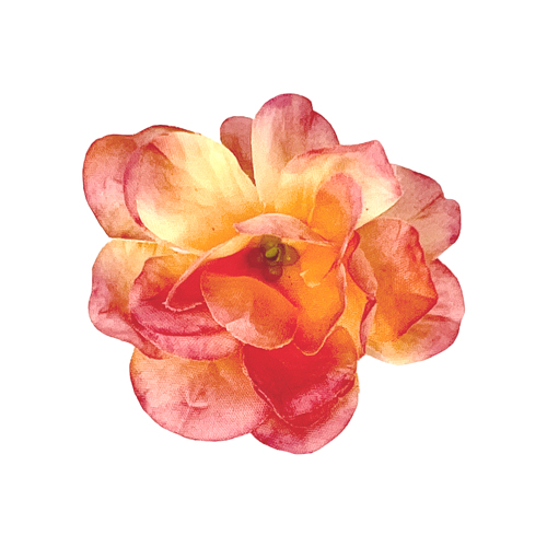 Квіти троянди Кремові з яскраво-рожевим, 1шт - фото 1