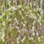 Набор двусторонней скрапбумаги Country winter 30,5x30,5см, 10 листов