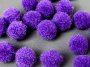 Pompons for crafts and decoration, Purple, 20pcs, diameter 10mm - 0