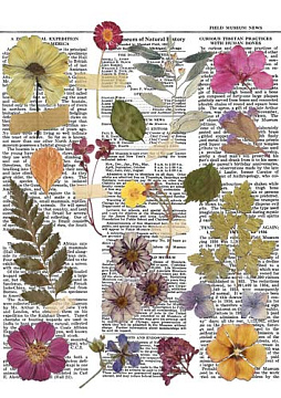 Overlay z nadrukiem do scrapbookingu, Botanical story